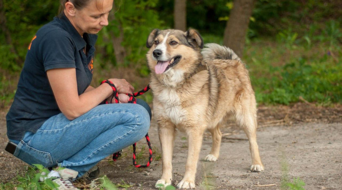 Chiens à adopter